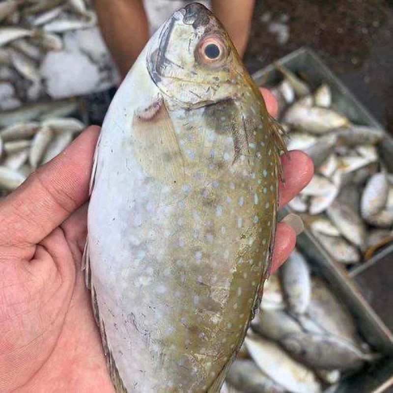 泥猛野生猛新鲜活海捕海鱼秋叶海鲜柠檬篮子艾鱼臭肚鱼冰鲜深海鱼