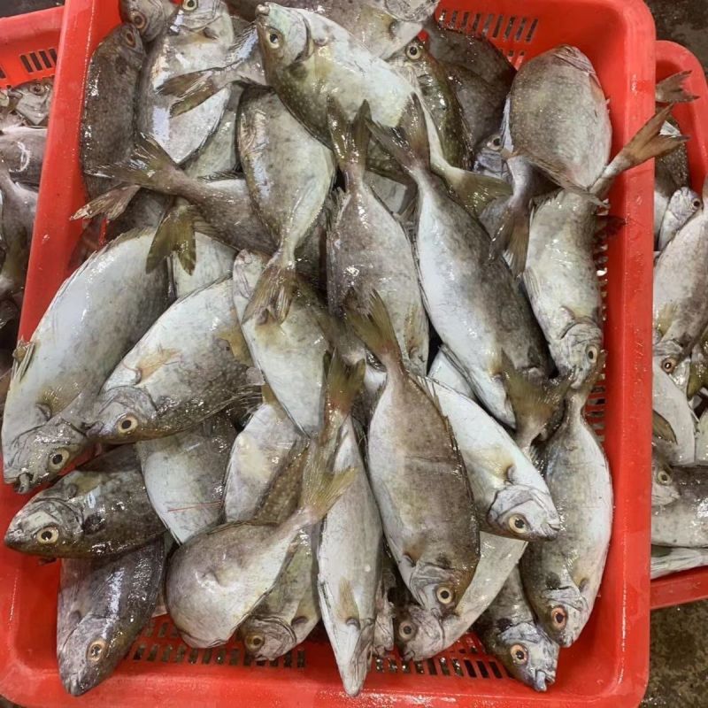 泥猛野生猛新鲜活海捕海鱼秋叶海鲜柠檬篮子艾鱼臭肚鱼冰鲜深海鱼