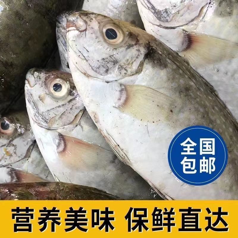泥猛野生猛新鲜活海捕海鱼秋叶海鲜柠檬篮子艾鱼臭肚鱼冰鲜深海鱼