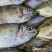 泥猛野生猛新鲜活海捕海鱼秋叶海鲜柠檬篮子艾鱼臭肚鱼冰鲜深海鱼