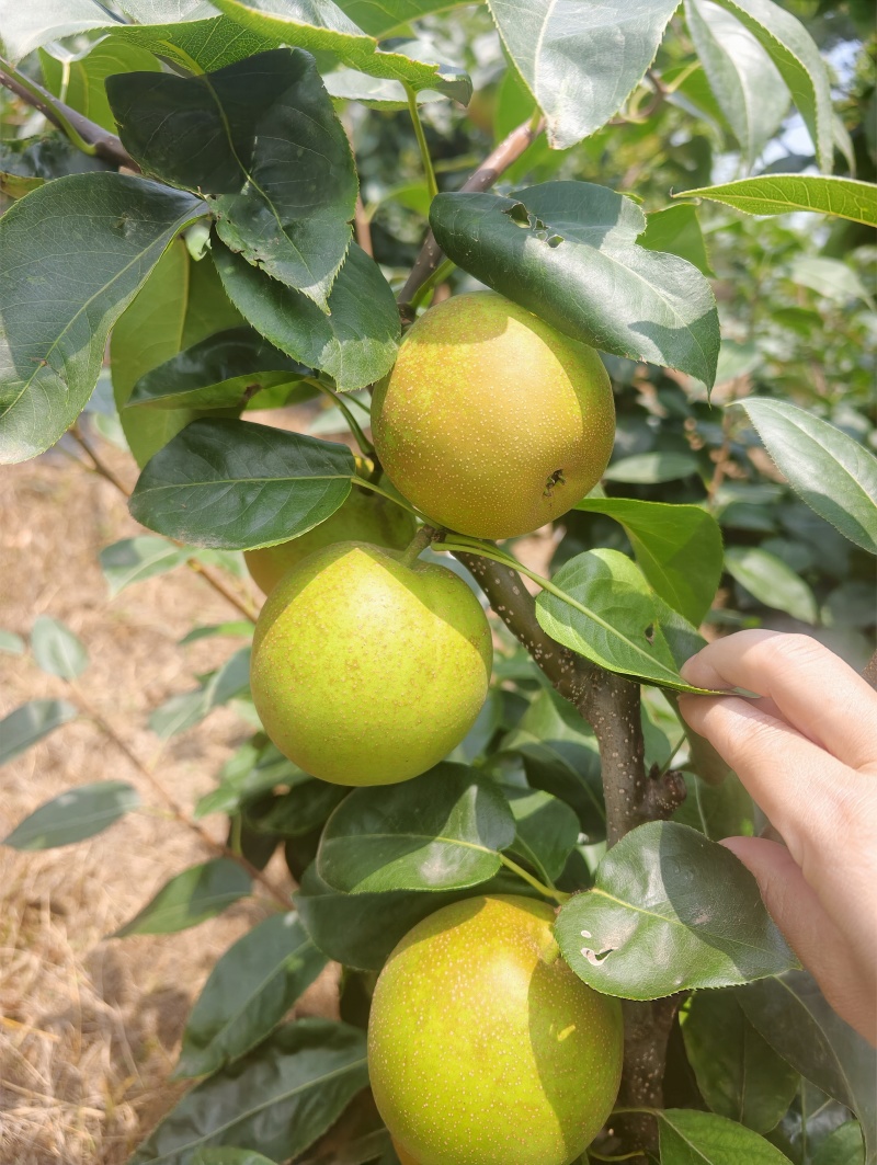 湖北脆冠梨蔬脆个头大口感甜电商货超市货市场货全国发货