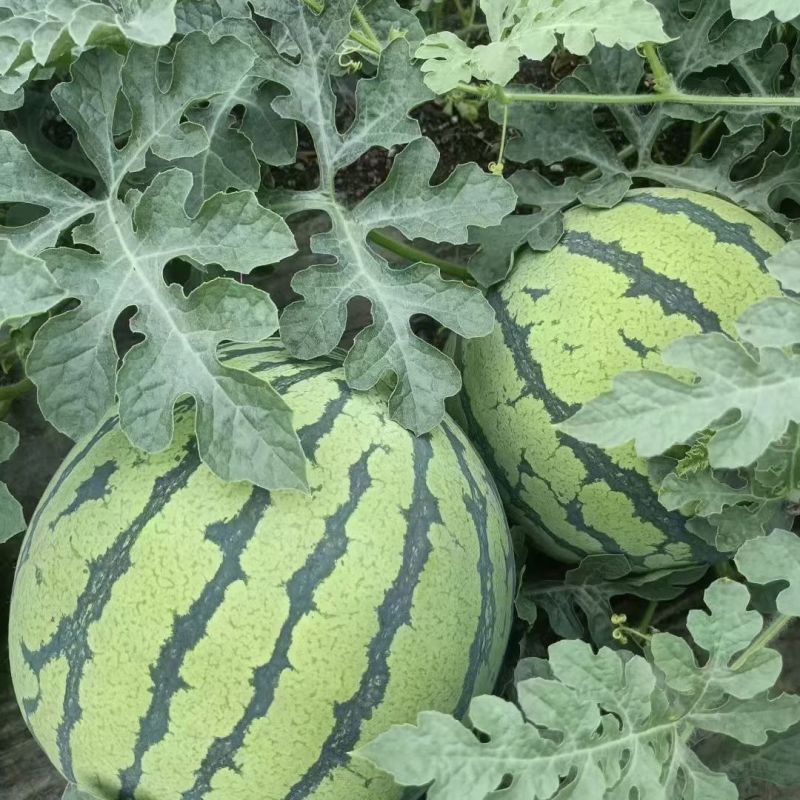 湖北老品种西瓜新鲜夏天水果现摘脆甜多汁鲜果整个石头瓜麒麟