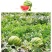 湖北老品种西瓜新鲜夏天水果现摘脆甜多汁鲜果整个石头瓜麒麟