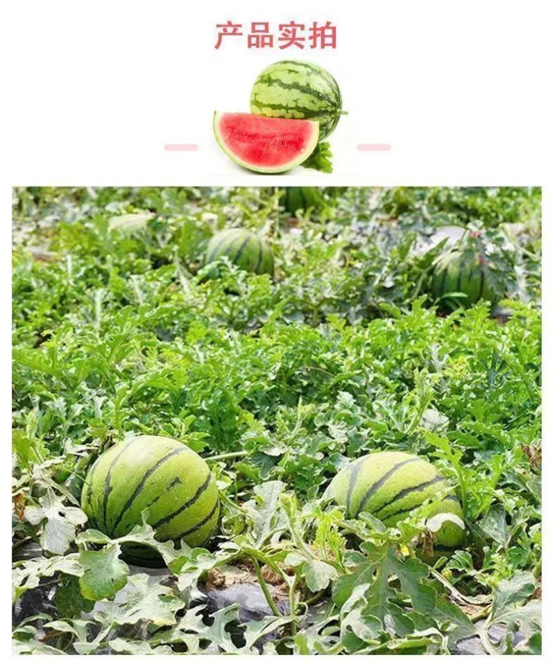 湖北老品种西瓜新鲜夏天水果现摘脆甜多汁鲜果整个石头瓜麒麟
