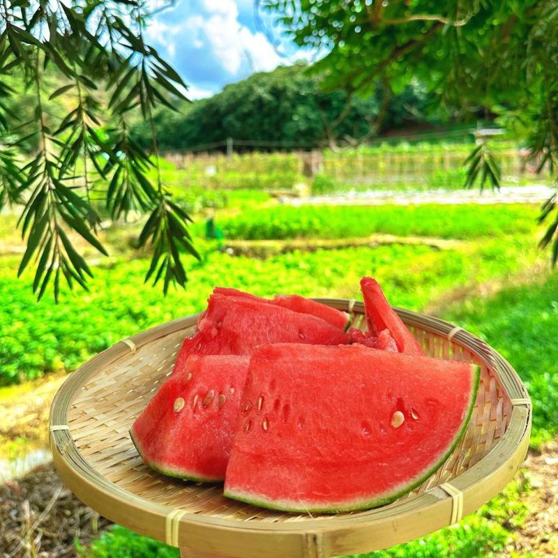 湖北老品种西瓜新鲜夏天水果现摘脆甜多汁鲜果整个石头瓜麒麟