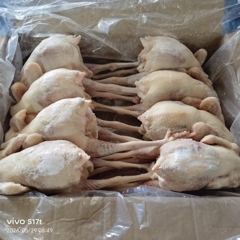 老母鸡