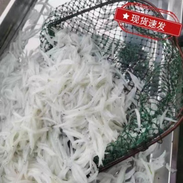 淡水湖银鱼