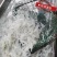 淡水湖银鱼