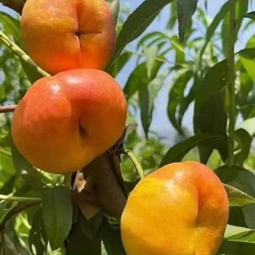 油蟠桃，支持一件代发，美团团购，多多买菜