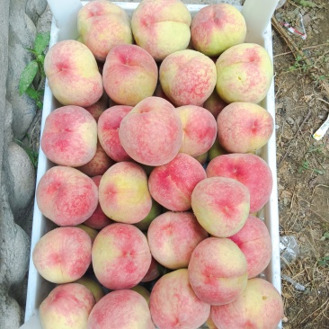 大庆丰脆甜