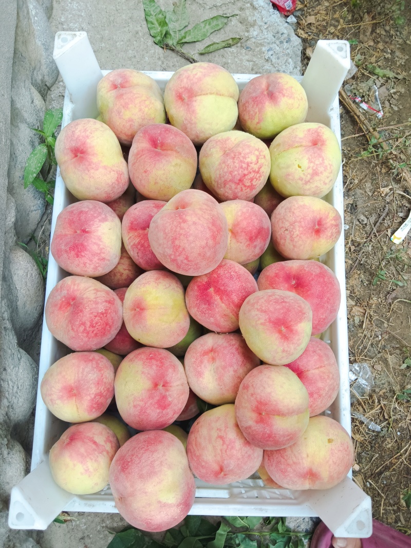 大庆丰脆甜