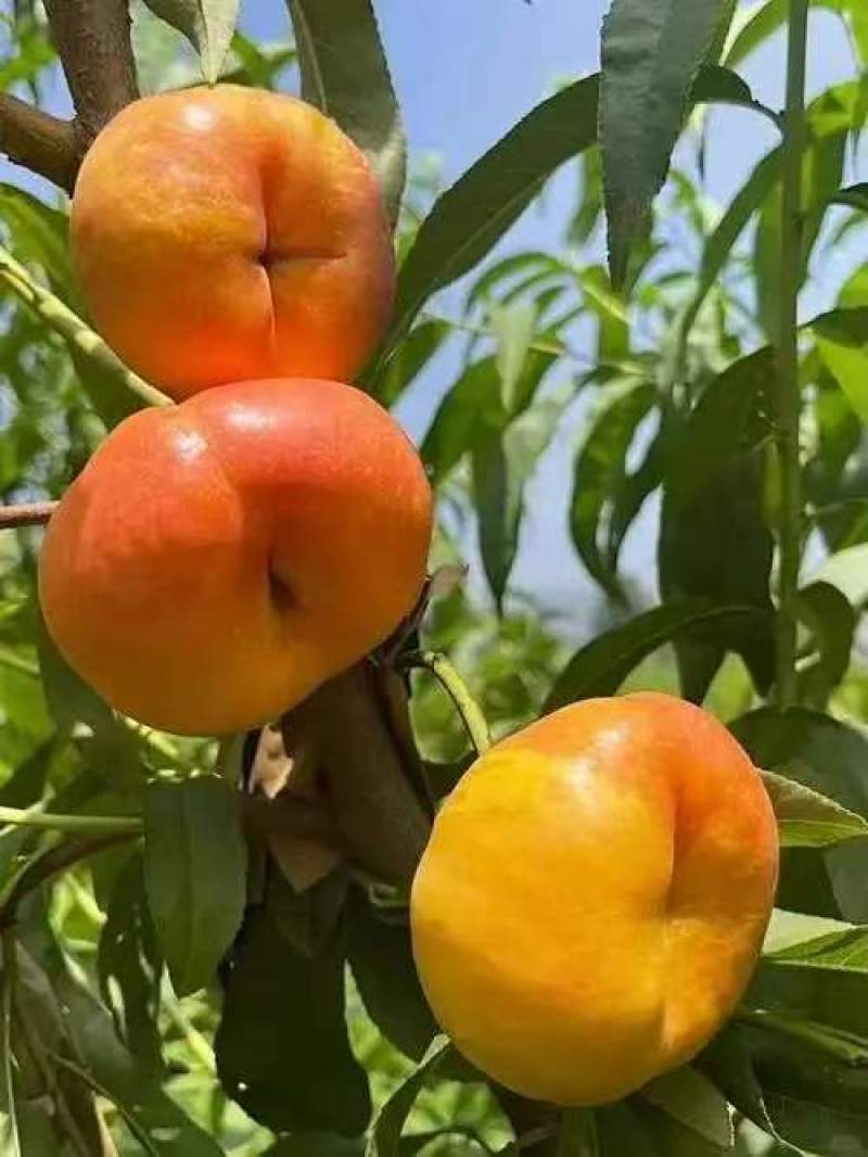 油蟠桃，支持一件代发，美团团购，多多买菜