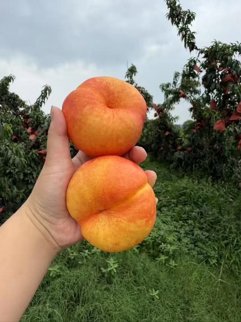 油蟠桃，支持一件代发，美团团购，多多买菜