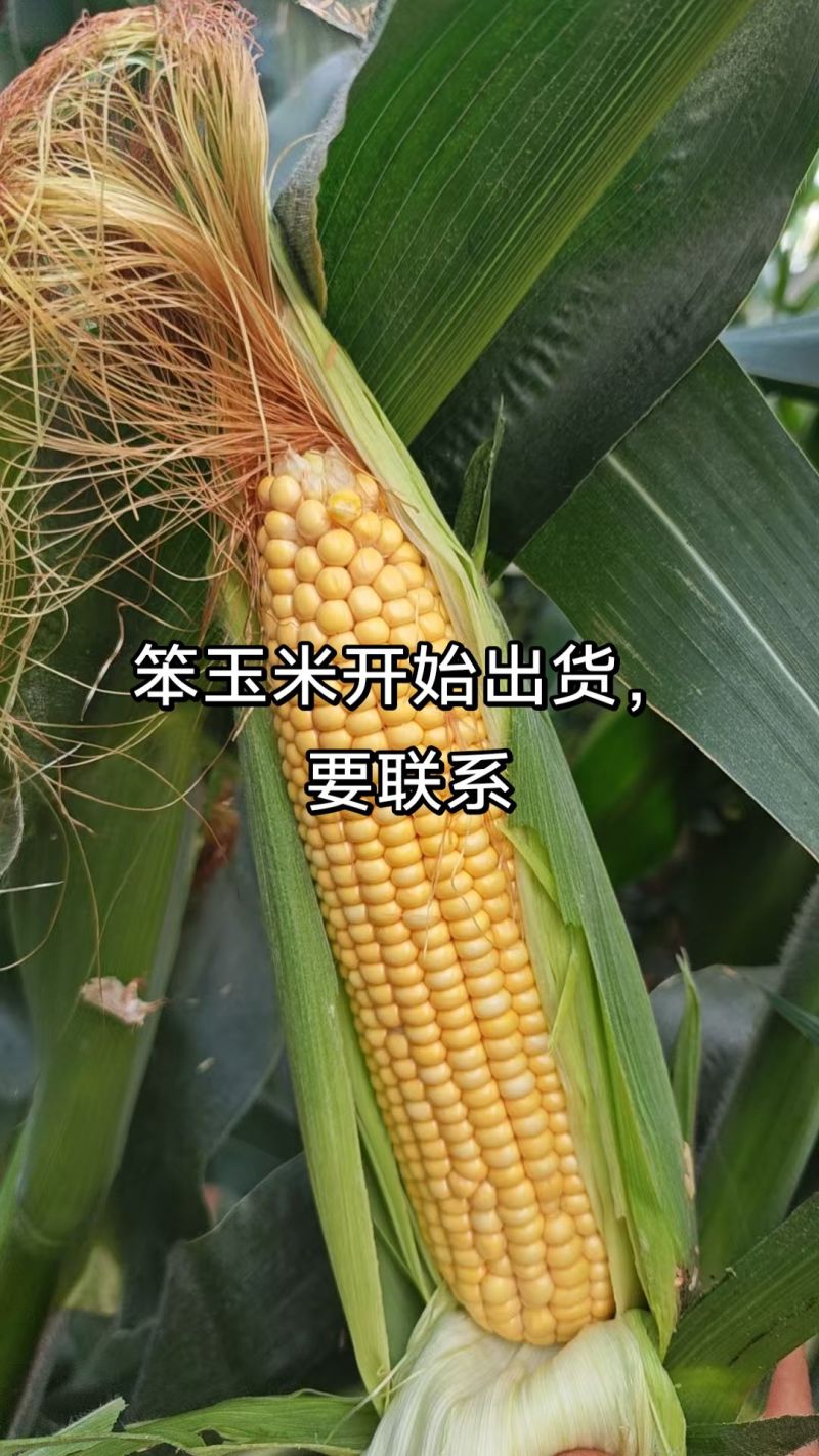 又香又好吃笨玉米，大量有货。有要联系。