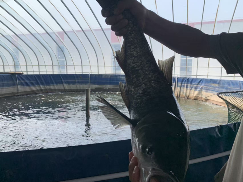 吊水花鲢瘦身鳙鱼4-12斤大规格济南活鱼现货直供