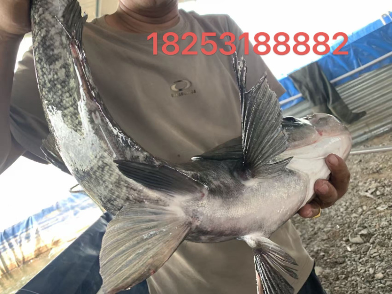 吊水花鲢瘦身鳙鱼4-12斤大规格济南活鱼现货直供