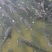 吊水花鲢瘦身鳙鱼4-12斤大规格济南活鱼现货直供