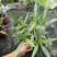 180规格翠芦莉