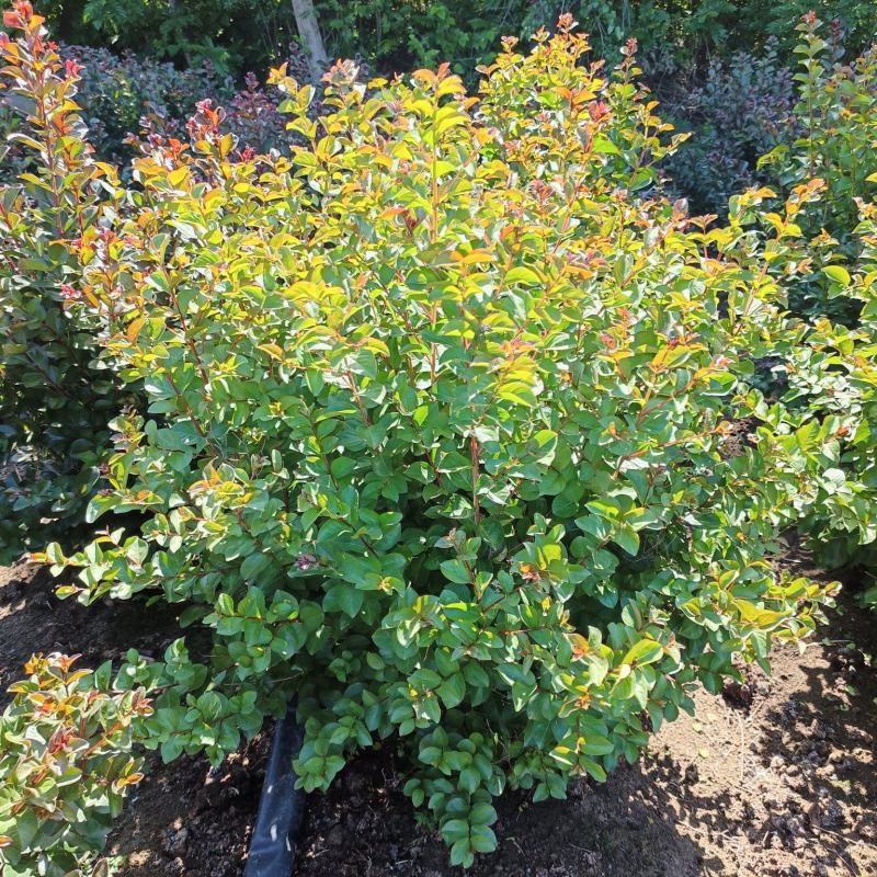 红花紫薇球、天鹅绒紫薇球、红火箭紫薇球苗圃自产自销