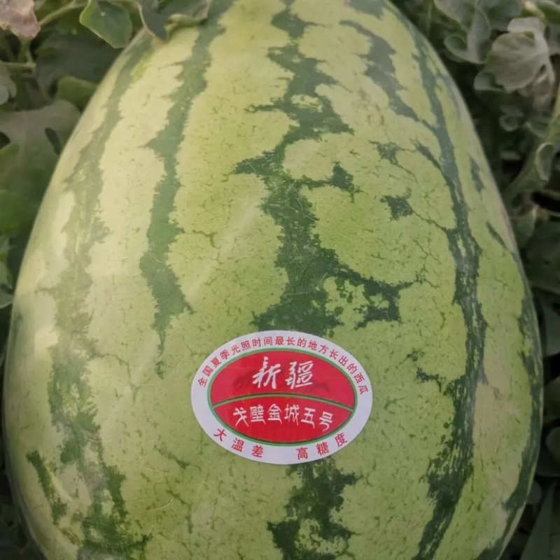 宁夏石头瓜上市了量大质优诚信经营欢迎来电