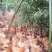 纯正散养土鸡蛋；