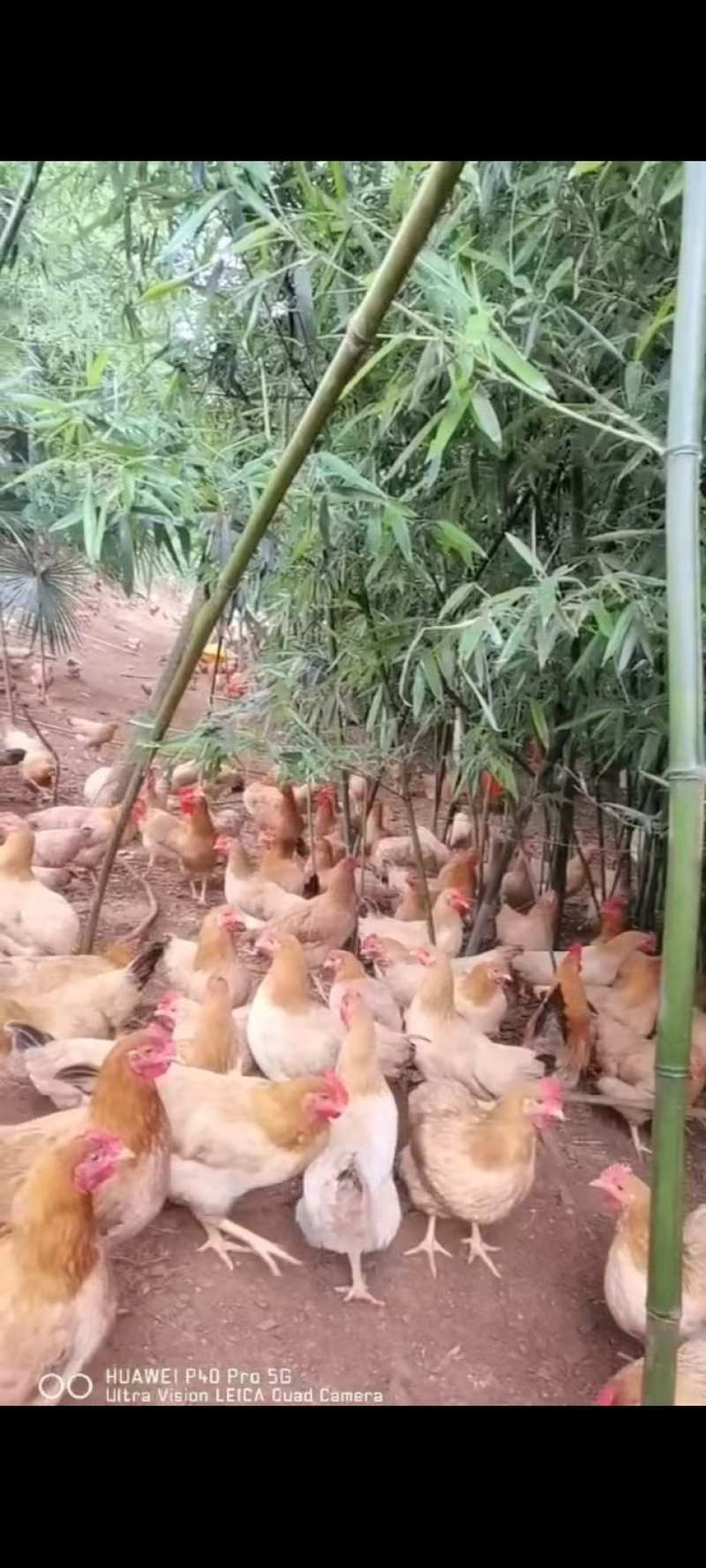 纯正散养土鸡蛋；