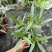 180规格翠芦莉