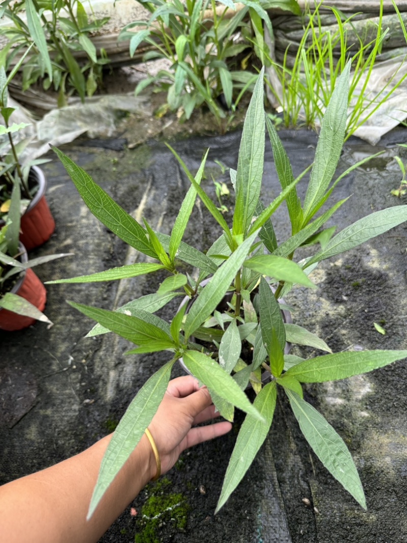 180规格翠芦莉
