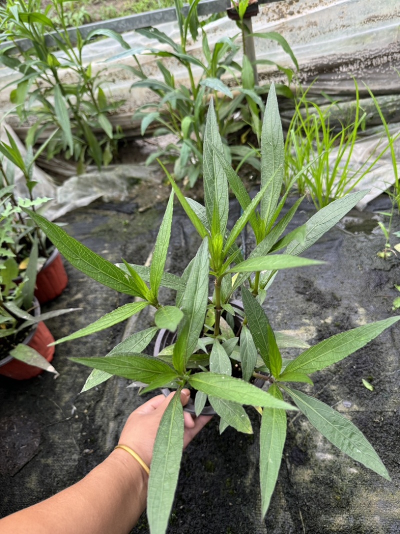 180规格翠芦莉