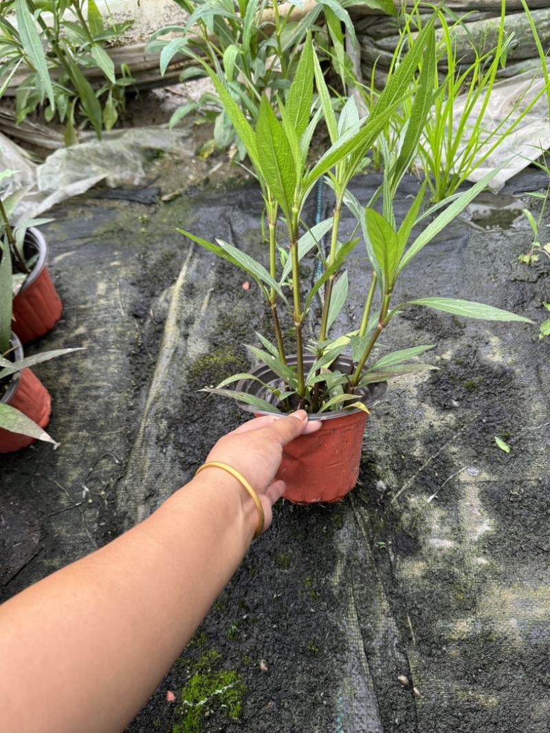 180规格翠芦莉