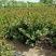 红花紫薇球、天鹅绒紫薇球、红火箭紫薇球苗圃自产自销