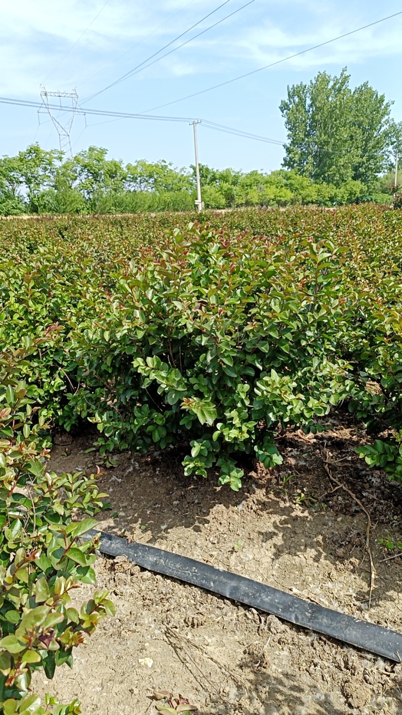 红花紫薇球、天鹅绒紫薇球、红火箭紫薇球苗圃自产自销