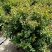 红花紫薇球、天鹅绒紫薇球、红火箭紫薇球苗圃自产自销