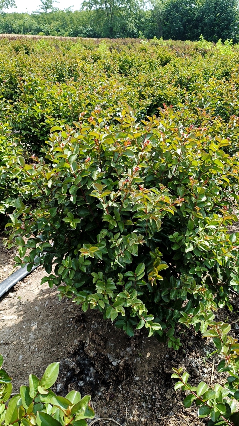 红花紫薇球、天鹅绒紫薇球、红火箭紫薇球苗圃自产自销