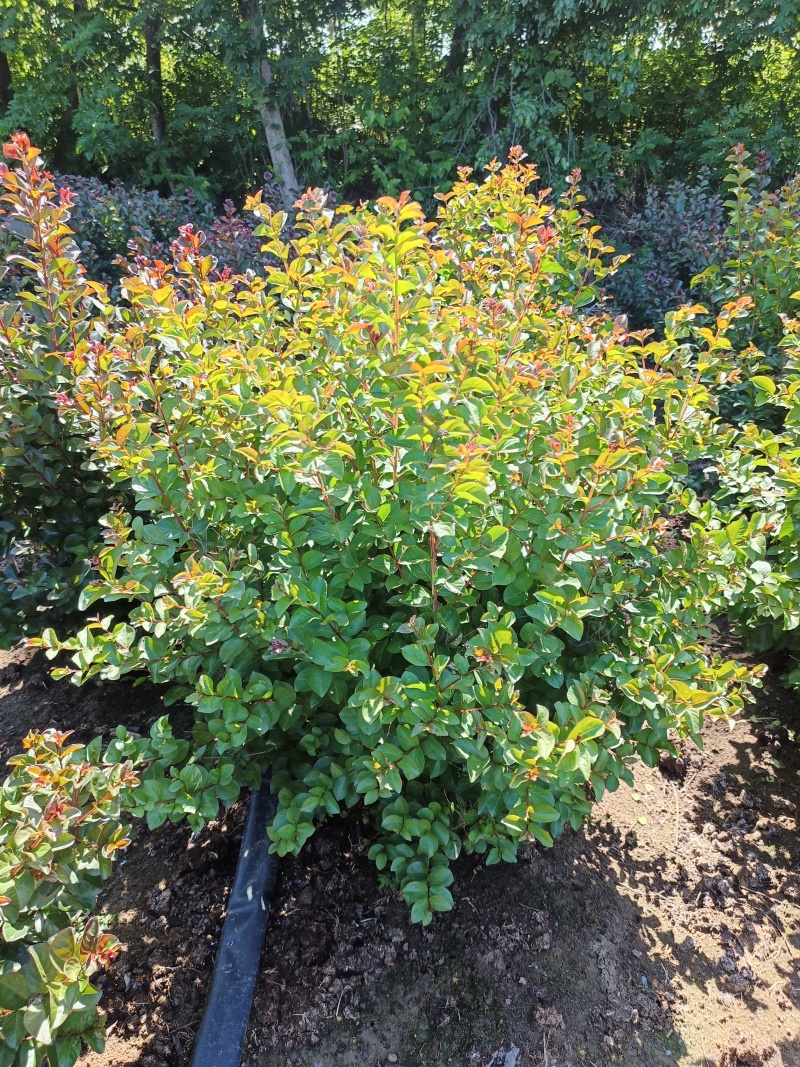 红花紫薇球、天鹅绒紫薇球、红火箭紫薇球苗圃自产自销