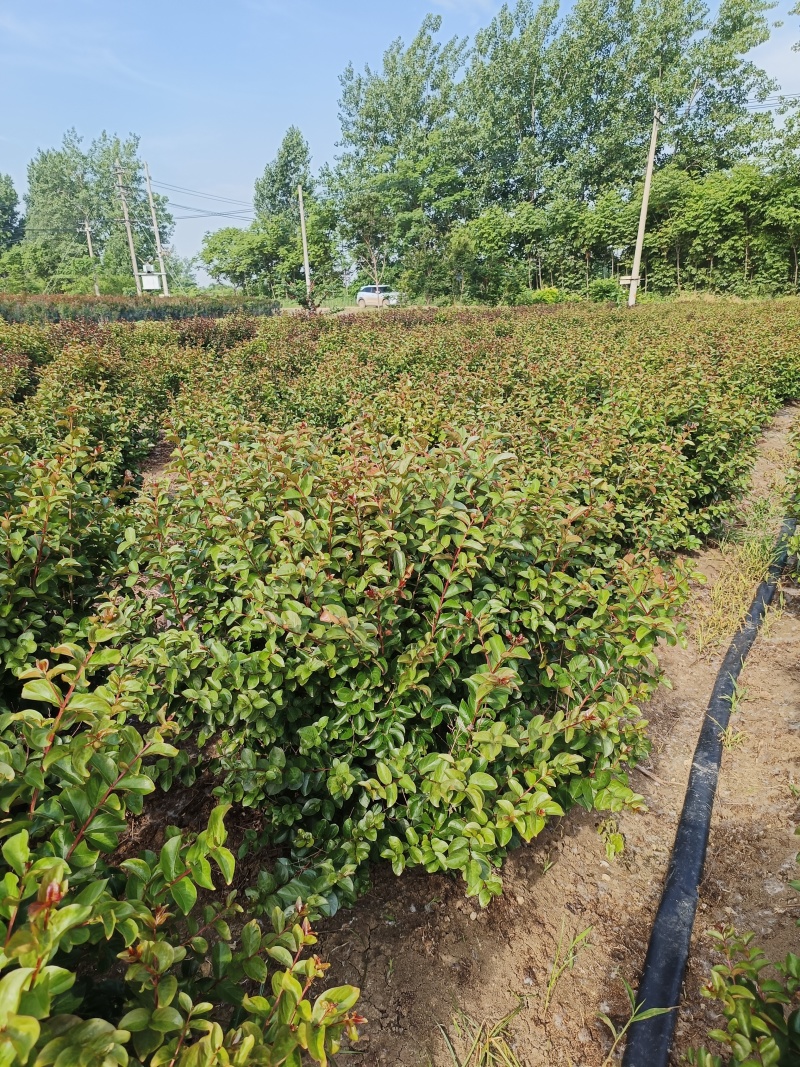 红花紫薇球、天鹅绒紫薇球、红火箭紫薇球苗圃自产自销
