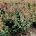 红花紫薇球、天鹅绒紫薇球、红火箭紫薇球苗圃自产自销