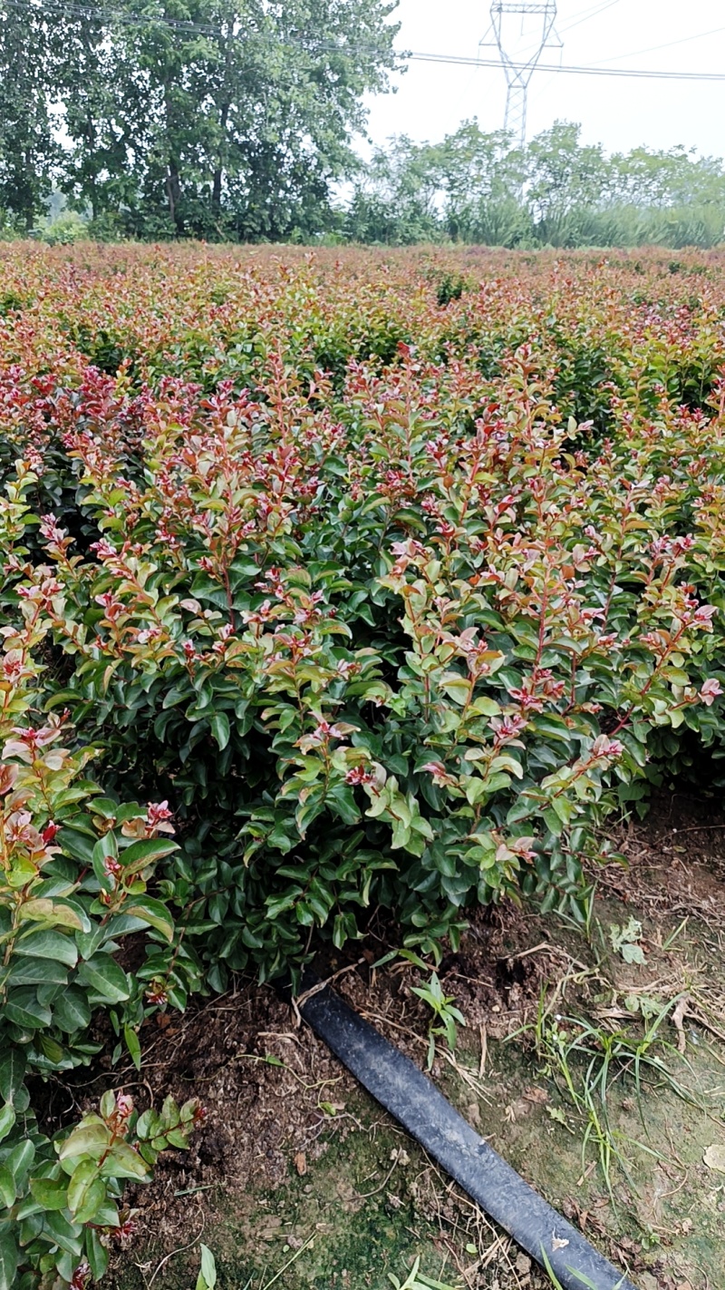 红花紫薇球、天鹅绒紫薇球、红火箭紫薇球苗圃自产自销