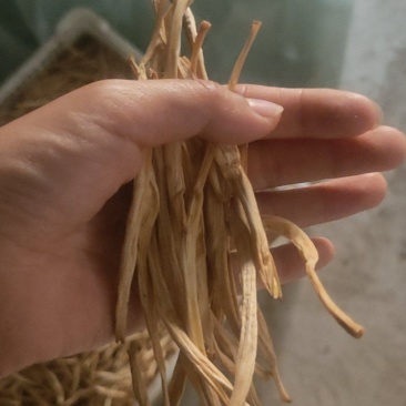 黄花菜