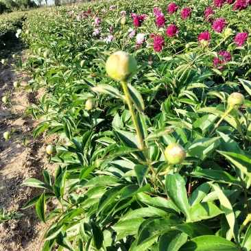 芍药重瓣芍药观赏芍药菏泽产地直发保对版