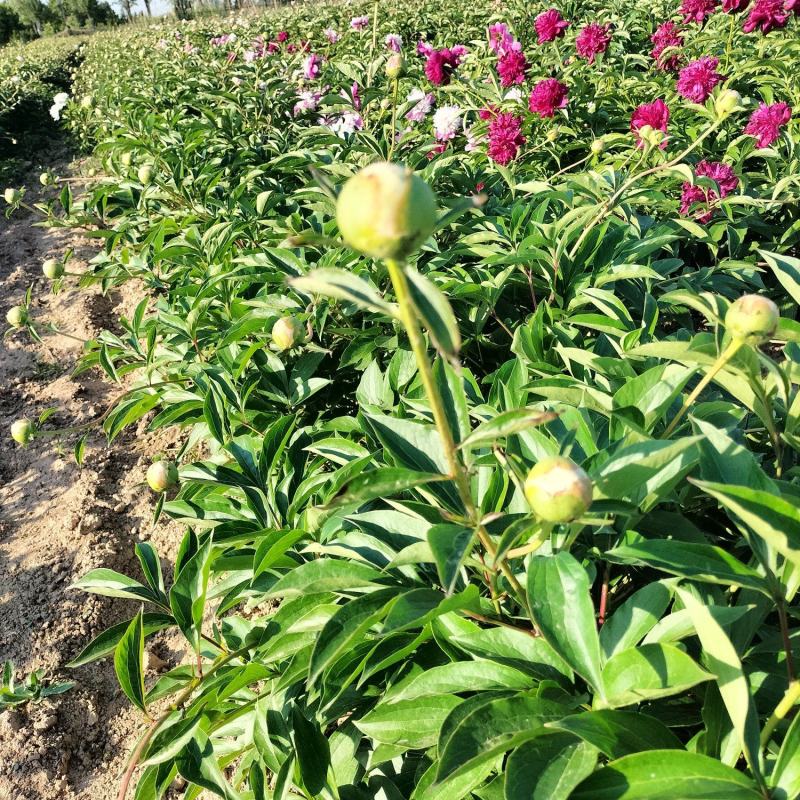芍药重瓣芍药观赏芍药菏泽产地直发保对版