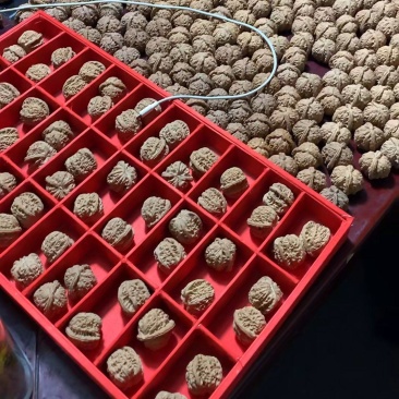 白狮子现货600多对，精品陆续出对入库中，支持批量拿货