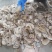 爆头八爪鱼海鲜章鱼新鲜大长腿八抓鱼鲜活八带鱼深海批发冰鲜新鲜