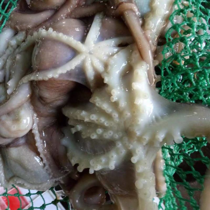 爆头八爪鱼海鲜章鱼新鲜大长腿八抓鱼鲜活八带鱼深海批发冰鲜新鲜