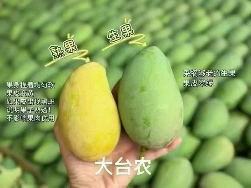 广西百色芒果之乡地标性大台农芒果，贵七芒果
