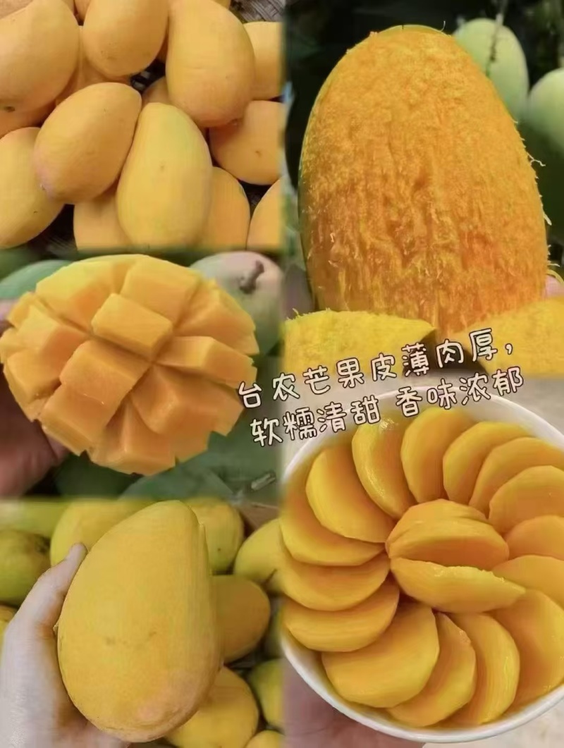 广西百色芒果之乡地标性大台农芒果，贵七芒果