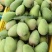 广西百色芒果之乡地标性大台农芒果，贵七芒果