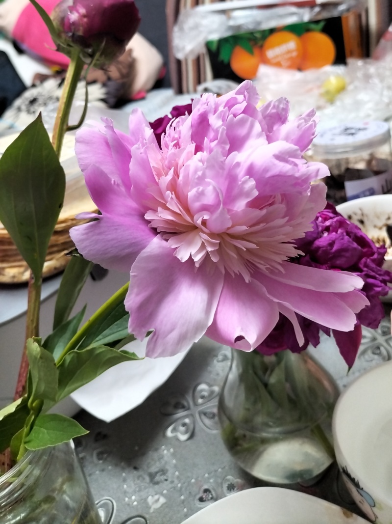 芍药重瓣芍药观赏芍药菏泽产地直发保对版