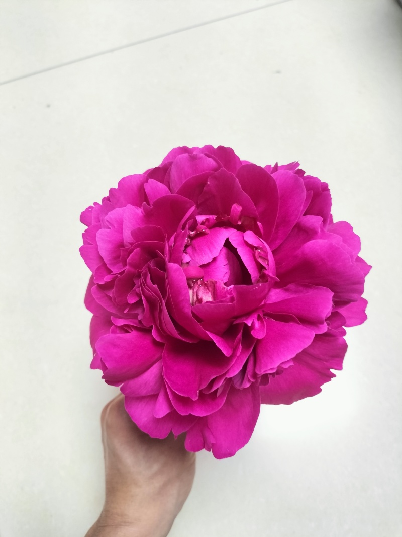 芍药重瓣芍药观赏芍药菏泽产地直发保对版