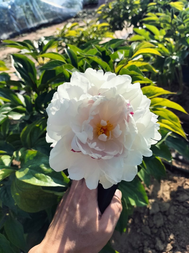 芍药重瓣芍药观赏芍药菏泽产地直发保对版